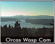 Wasp Islands Cam